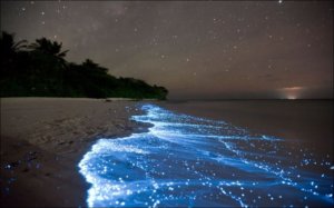 Bioluminescent beach at night in Puerto Rico