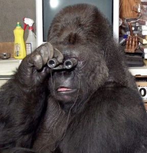 Gorilla using binoculars