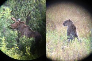 Wildlife captured by binoculars