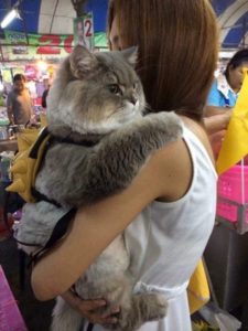 woman holding fat cat in arms