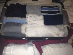 White cat packed inside a bag