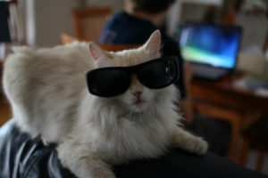 Cat wearing big sunglasses