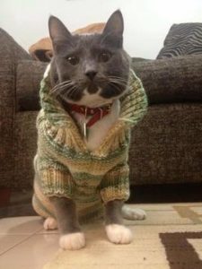 Cat wearing Sweater