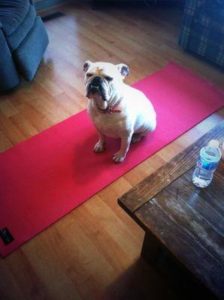 Dog sitting on a yoga mat