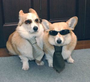 2 dogs wearing sunglasses and sitting side by side