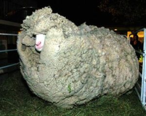Unsheared Merino Sheep
