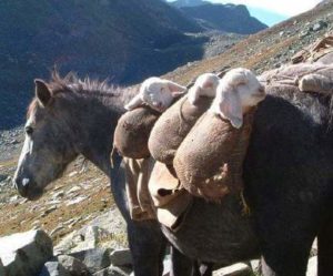 3 sheeps being carried on a horse