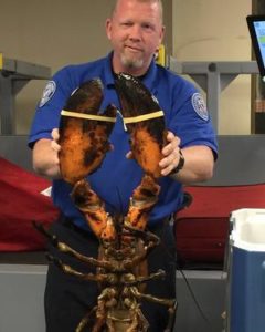 Live Crab detained by TSA personnel