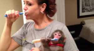 Woman and a monkey brushing their teeth