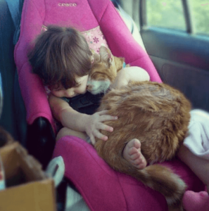 Kitten sleeping on a small girl inside a car