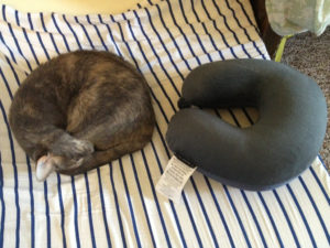 Cat and a neck pillow side by side