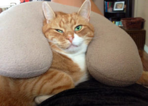 Cat with a neck pillow