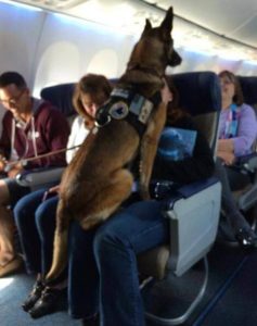Dog sitting on a peron in a plane
