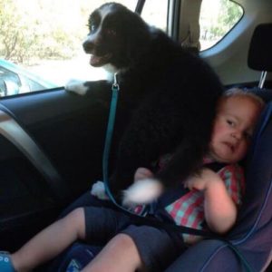 Dog and kid fighting over window seat