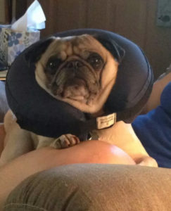 Pug with neck pillow