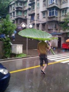 man using giant leaf as umbrella during rain